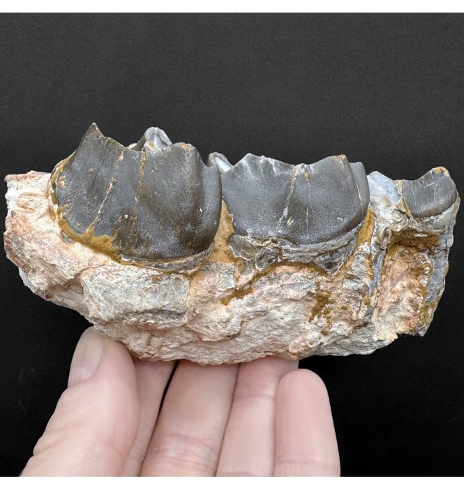 Partial Rhinocerotidae Lower Jaw from the Early Oligocene, South Dakota, USA (SKU V8597):- Subhyracodon occidentalis