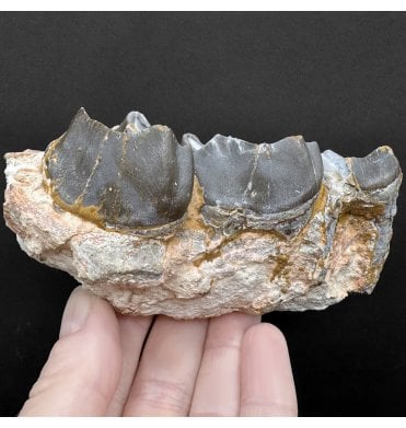 Partial Rhinocerotidae Lower Jaw from the Early Oligocene, South Dakota, USA (SKU V8597):- Subhyracodon occidentalis
