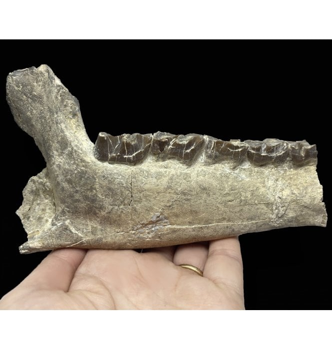 Partial ‘Running Rhino’ Lower Left Jaw with Teeth from the Early Oligocene, South Dakota, USA (SKU V4772):- Hyracodon nebrascensis