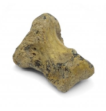 Pathological (Arthritis) Fossil Cave Bear Toe Bone from the Pleistocene Period, Germany (SKU V5263):- Ursus spelaeus