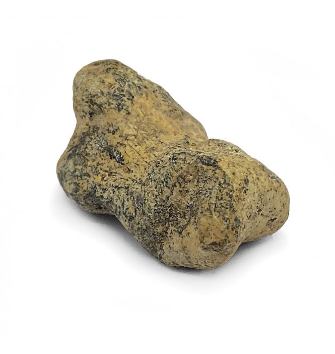 Pathological (Arthritis) Fossil Cave Bear Toe Bone from the Pleistocene Period, Romania (SKU V5264):- Ursus spelaeus