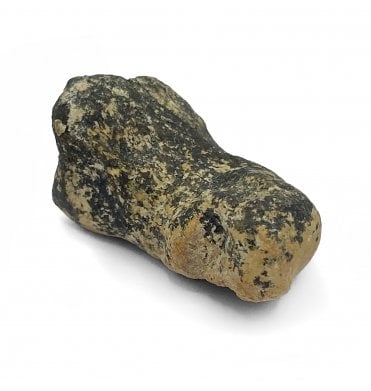 Pathological (Arthritis) Fossil Cave Bear Toe Bone from the Pleistocene Period, Romania (SKU V5265):- Ursus spelaeus