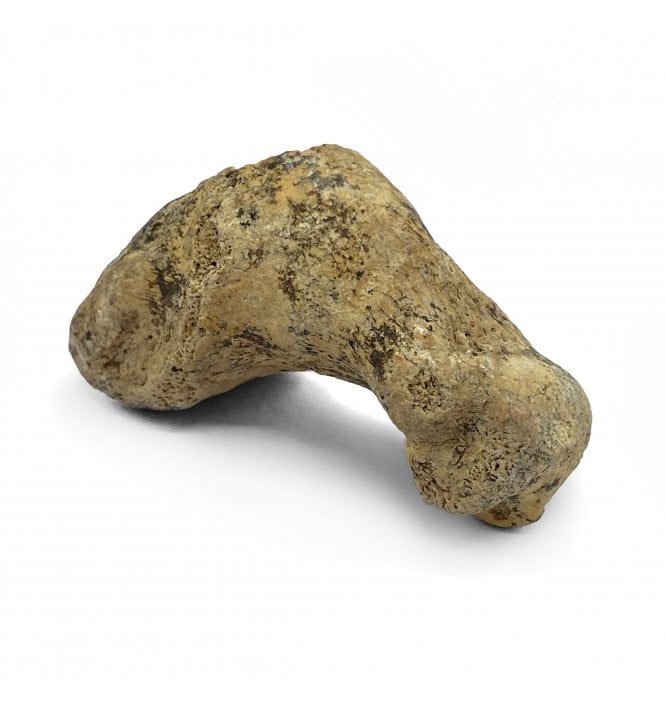 Pathological (Arthritis) Fossil Cave Bear Toe Bone from the Pleistocene Period, Romania (SKU V5267):- Ursus spelaeus
