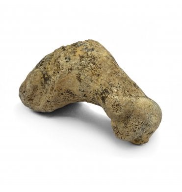 Pathological (Arthritis) Fossil Cave Bear Toe Bone from the Pleistocene Period, Romania (SKU V5267):- Ursus spelaeus