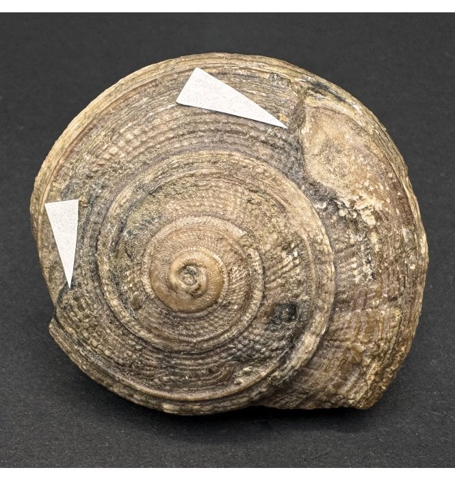 Pathological Bajocian, Middle Jurassic Gastropod from Germany (SKU OF3440):- Orbonella palaemon