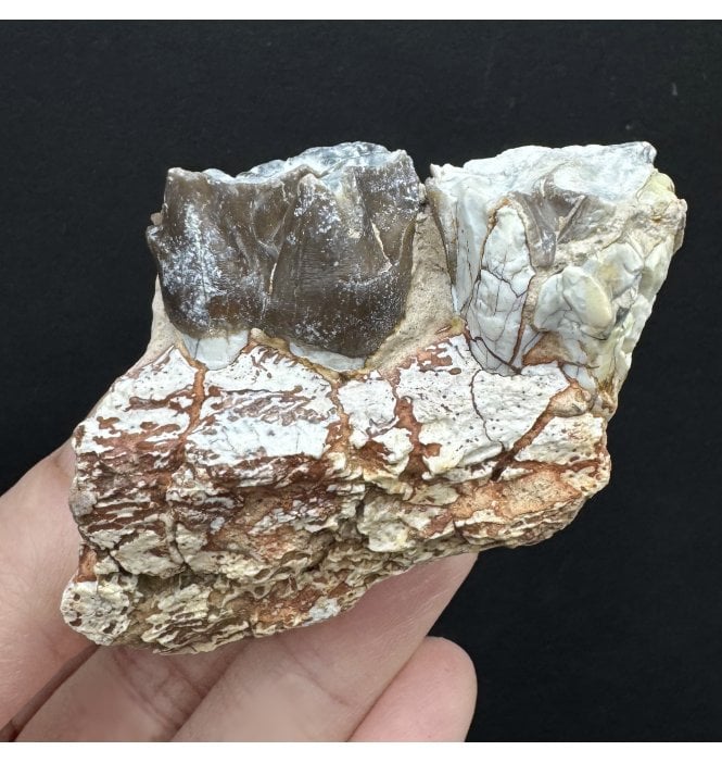 Perissodactyl ‘Running Rhino’ Partial Jaw with Teeth from the Early Oligocene, South Dakota, USA (SKU V7101):- Hyracodon nebraskensis