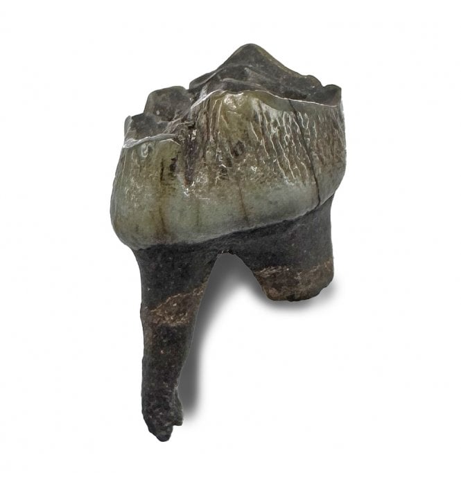 Pleistocene Deer Tooth from Florida, USA (SKU V9067):- Odocoileus virginianus