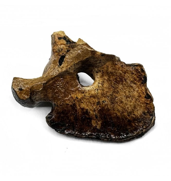 Pleistocene Fossil Bird Bone from California, USA (SKU V6333):- Aves sp.