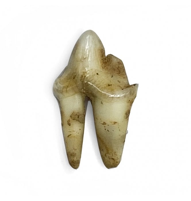 Pleistocene Fossil Fox Tooth from Germany (SKU V5658):- Vulpes vulpes