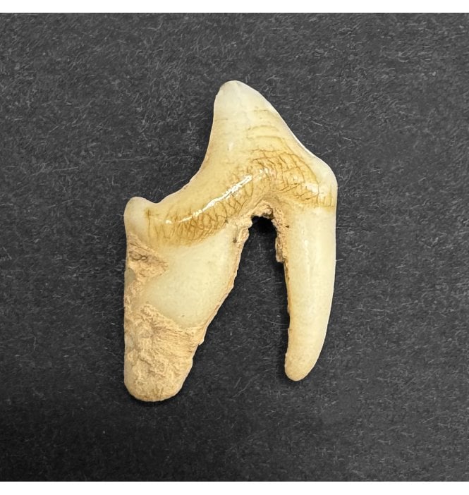 Pleistocene Fossil Fox Tooth from Germany (SKU V7016):- Vulpes vulpes