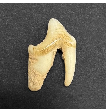 Pleistocene Fossil Fox Tooth from Germany (SKU V7016):- Vulpes vulpes