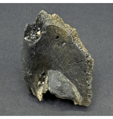 Pliocene Turtle Shell Showing Predation from USA (SKU V8702):- Unknown species