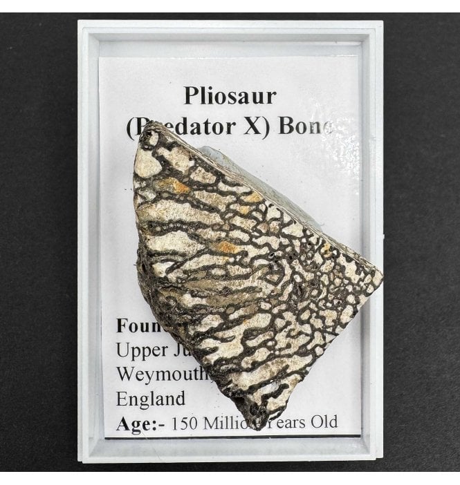 Pliosaur (Predator-X) Bone from Dorset, England (SKU G40)