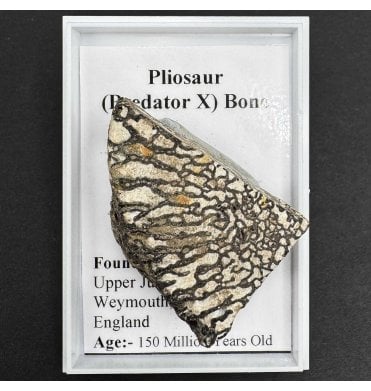 Pliosaur (Predator-X) Bone from Dorset, England (SKU G40)
