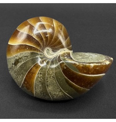 Polished Albian, Middle Cretaceous Nautilus from Madagascar (SKU OF4461):- Cenoceras sp.