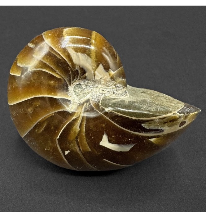 Polished Albian, Middle Cretaceous Nautilus from Madagascar (SKU OF4462):- Cenoceras sp.