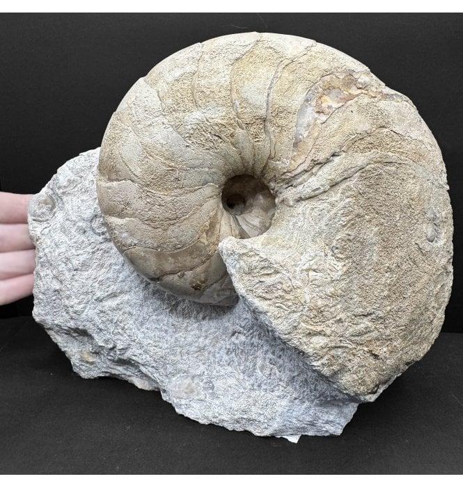 Polished British Bajocian, Middle Jurassic Nautilus from Burton Bradstock, Dorset, England (SKU OF4095):- Cenoceras semistriatum