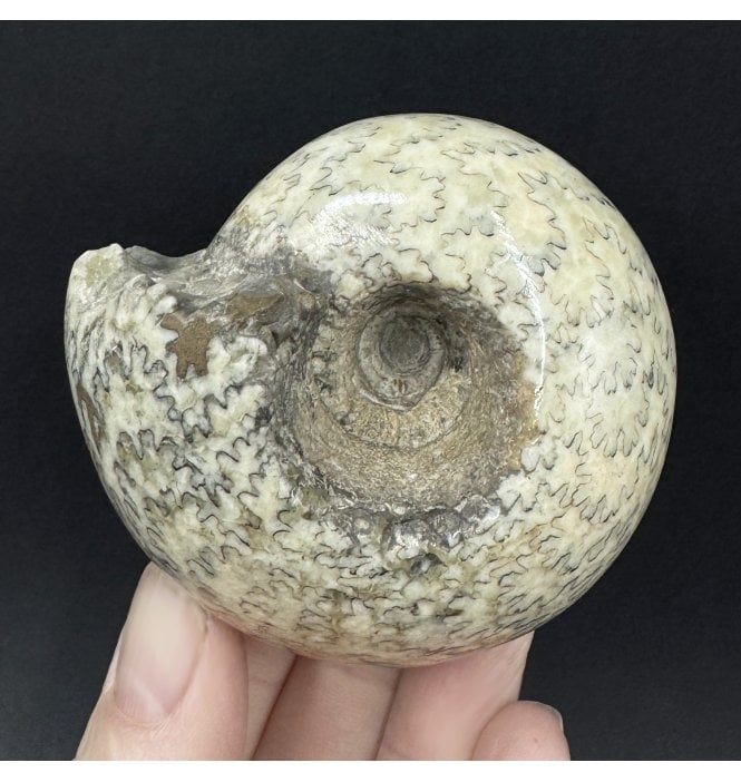 Polished British Callovian Middle Jurassic Ammonite from Gloucestershire, England (SKU A5022):- Cadoceras sublaeve