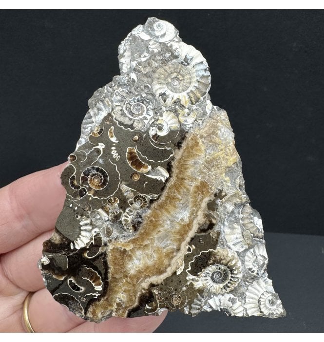 Polished British Lower Lias, Lower Jurassic Ammonite Cluster “Marston Marble" from Marston Magna, Somerset, England (SKU A3984):- Promicroceras marstonese