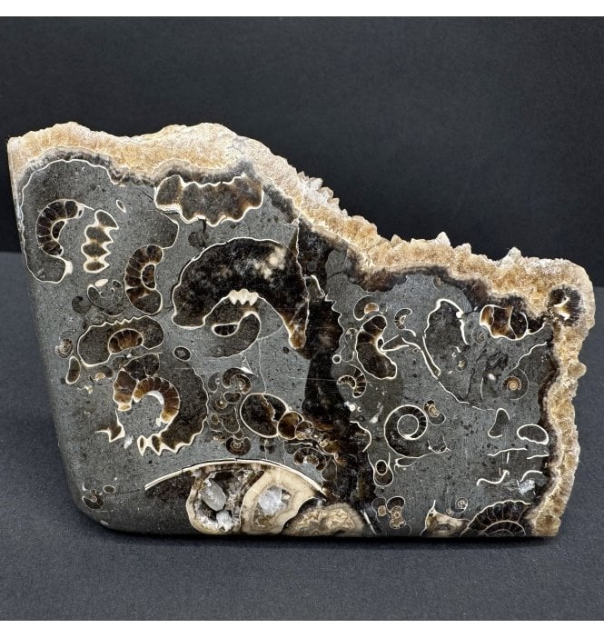 Polished British Lower Lias, Lower Jurassic Ammonite Cluster “Marston Marble" from Marston Magna, Somerset, England (SKU A4808):- Promicroceras marstonese