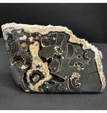Polished British Lower Lias, Lower Jurassic Ammonite Cluster “Marston Marble" from Marston Magna, Somerset, England (SKU A4809):- Promicroceras marstonese