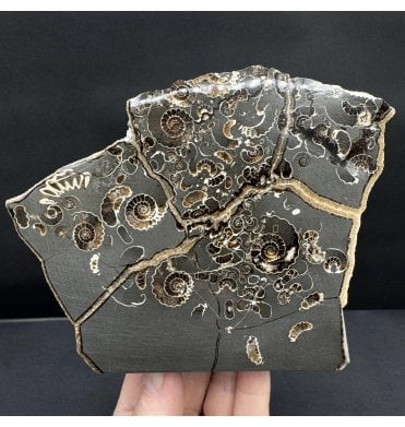 Polished British Lower Lias, Lower Jurassic Ammonite Cluster “Marston Marble" from Marston Magna, Somerset, England (SKU A4817):- Promicroceras marstonese