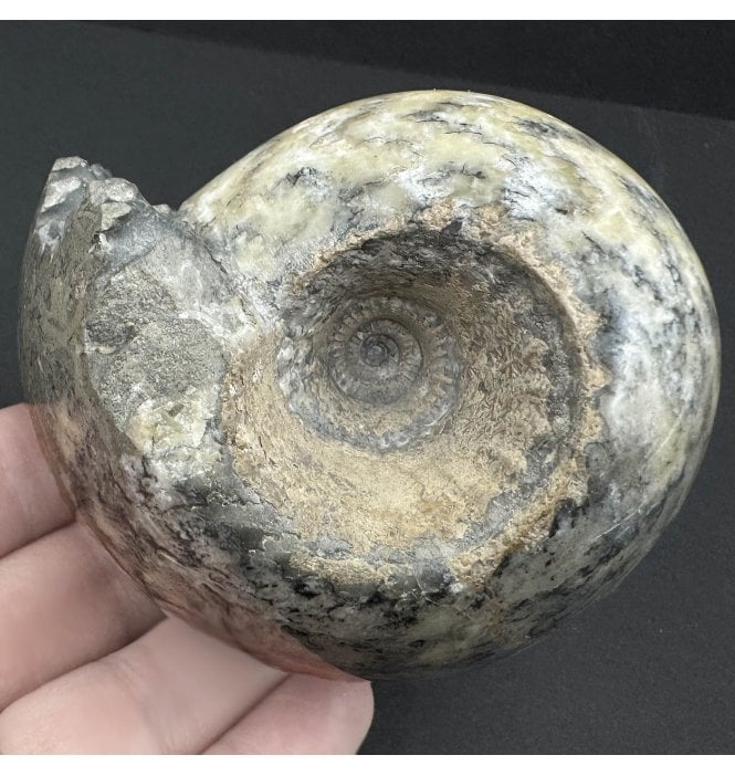 Polished Callovian Middle Jurassic Ammonite from Gloucestershire, England (SKU A3795):- Cadoceras sublaeve