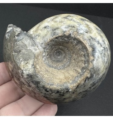 Polished Callovian Middle Jurassic Ammonite from Gloucestershire, England (SKU A3795):- Cadoceras sublaeve