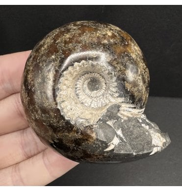 Polished Callovian Middle Jurassic Ammonite from Gloucestershire, England (SKU A3933):- Cadoceras sublaeve