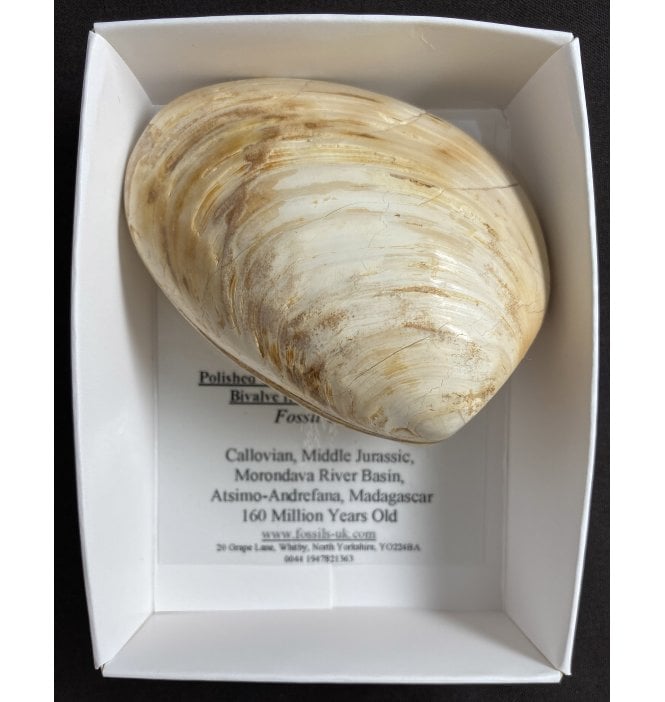 Polished Callovian Middle Jurassic, Bivalve from Madagascar (SKU G68):- Fossil Clam