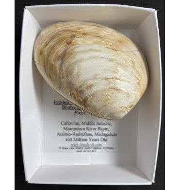 Polished Callovian Middle Jurassic, Bivalve from Madagascar (SKU G68):- Fossil Clam