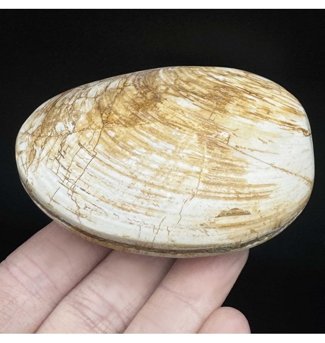 Polished Callovian Middle Jurassic, Bivalve from Madagascar (SKU OF3095):- Fossil Clam