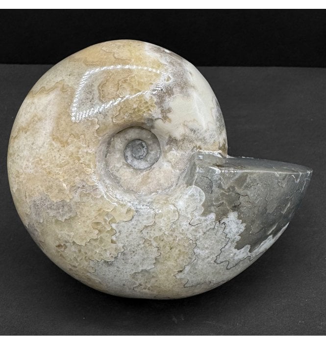 Polished Cenomanian, Upper Cretaceous Ammonite from Northern Nigeria (SKU A4588):- Thomasites rollandi