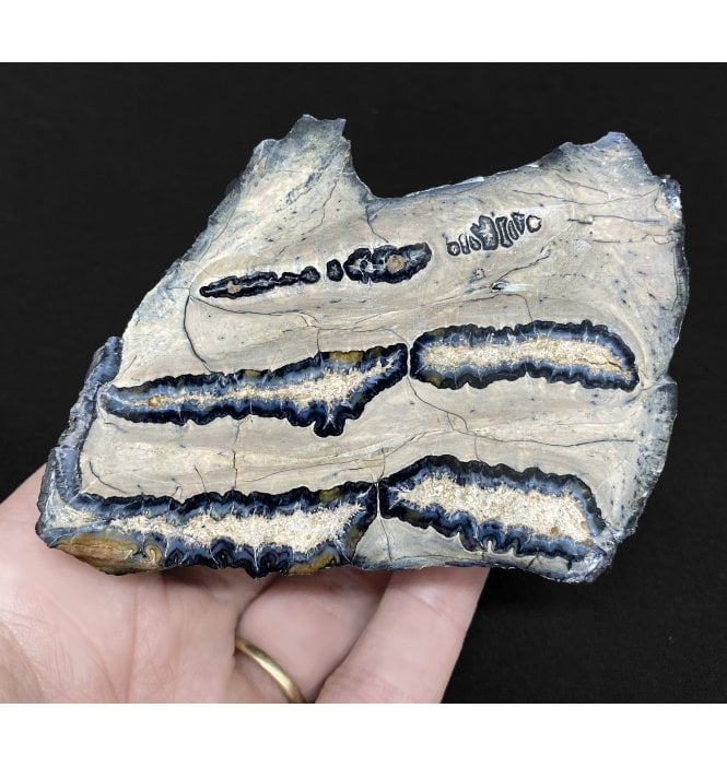 Polished Columbian Mammoth Tooth Slice from Florida, USA (SKU V4823):- Mammuthus columbi
