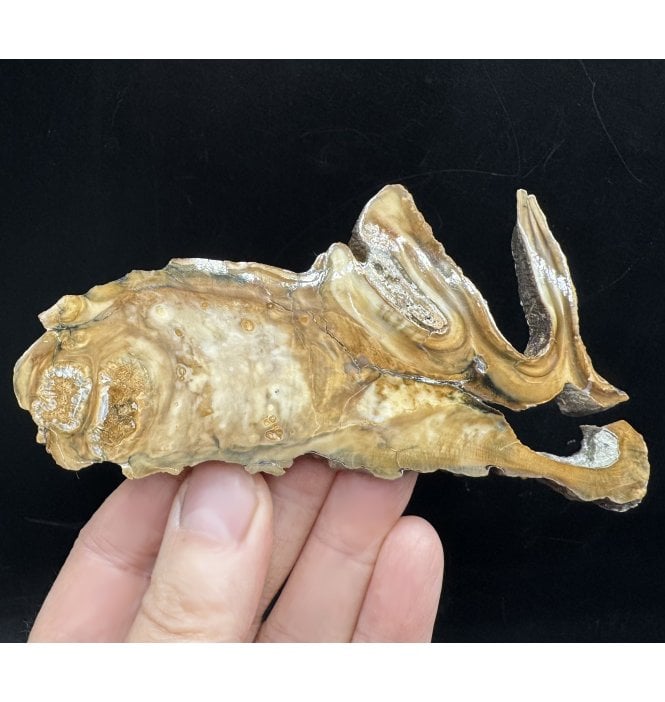 Polished Columbian Mammoth Tooth Slice from Florida, USA (SKU V7698):- Mammuthus columbi