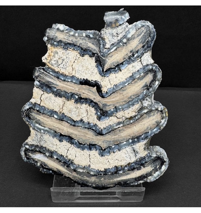 Polished Columbian Mammoth Tooth Slice from Florida, USA (SKU V8213):- Mammuthus columbi