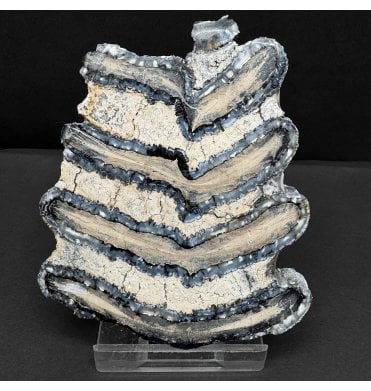 Polished Columbian Mammoth Tooth Slice from Florida, USA (SKU V8213):- Mammuthus columbi