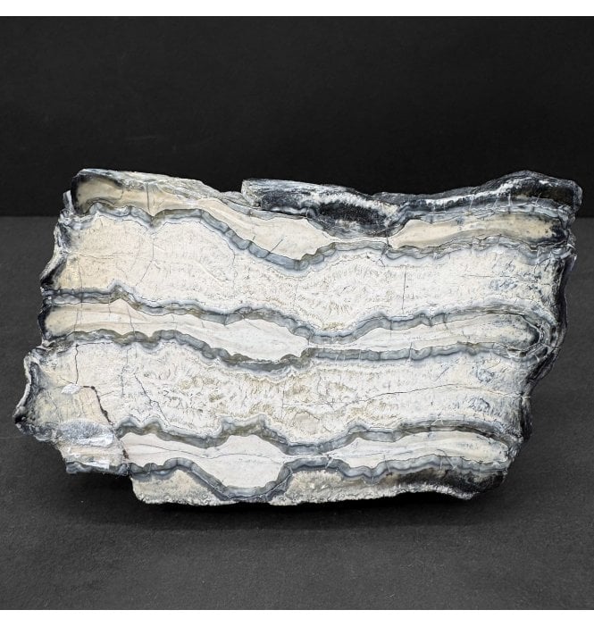 Polished Columbian Mammoth Tooth Slice from Florida, USA (SKU V8524):- Mammuthus columbi