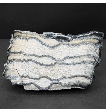 Polished Columbian Mammoth Tooth Slice from Florida, USA (SKU V8524):- Mammuthus columbi