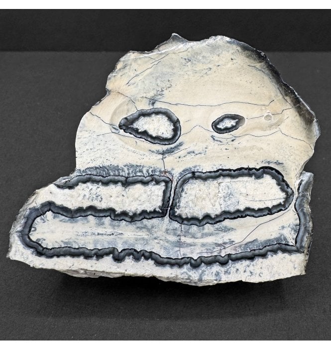 Polished Columbian Mammoth Tooth Slice from Florida, USA (SKU V8718):- Mammuthus columbi