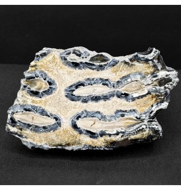 Polished Columbian Mammoth Tooth Slice from Florida, USA (SKU V8720):- Mammuthus columbi