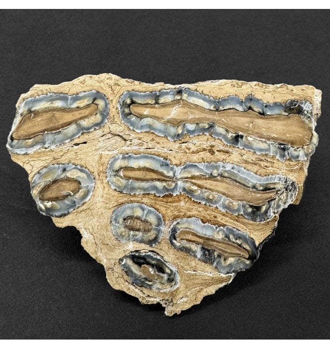 Polished Columbian Mammoth Tooth Slice from Florida, USA (SKU V8721):- Mammuthus columbi
