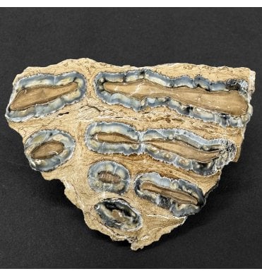 Polished Columbian Mammoth Tooth Slice from Florida, USA (SKU V8721):- Mammuthus columbi