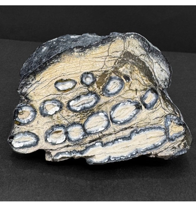 Polished Columbian Mammoth Tooth Slice from Florida, USA (SKU V9140):- Mammuthus columbi