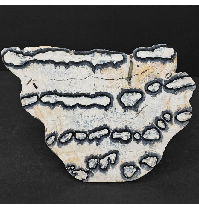 Polished Columbian Mammoth Tooth Slice from Florida, USA (SKU V9157):- Mammuthus columbi