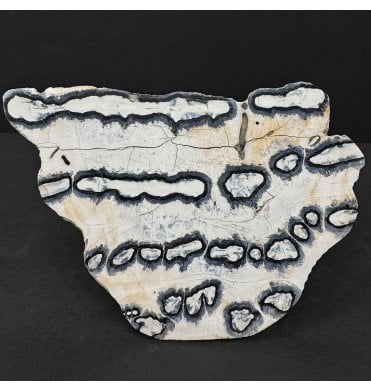 Polished Columbian Mammoth Tooth Slice from Florida, USA (SKU V9157):- Mammuthus columbi