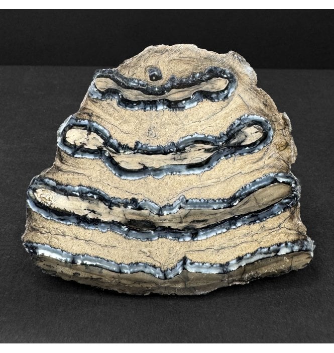 Polished Columbian Mammoth Tooth Slice from Florida, USA (SKU V9158):- Mammuthus columbi