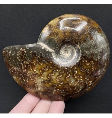 Polished Cretaceous Ammonite from Madagascar (SKU A3766):- Cleoniceras (Aioloceras) besairiei
