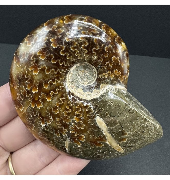 Polished Cretaceous Ammonite from Madagascar (SKU A3767):- Cleoniceras (Aioloceras) besairiei