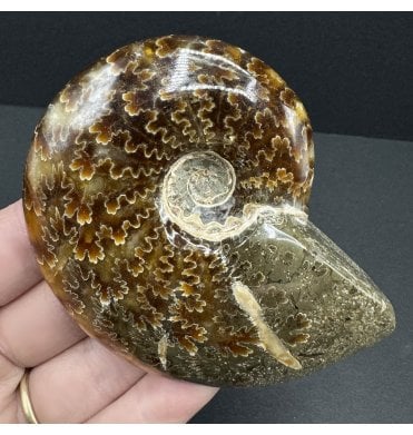 Polished Cretaceous Ammonite from Madagascar (SKU A3767):- Cleoniceras (Aioloceras) besairiei